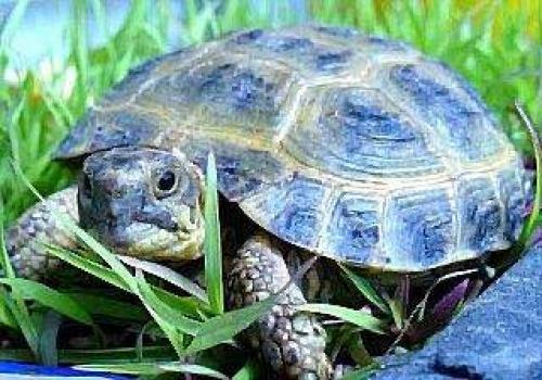 Интересные факты из жизни сухопутных черепах. Интересные факты о черепахах