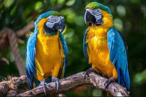 Мелкий попугай. Виды попугаев. Описания, названия и особенности видов попугаев