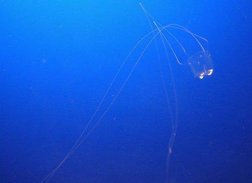 Интересные факты о кораллах и медузах. Интересные факты о кораллах 11