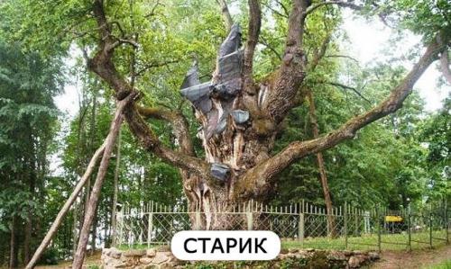 Лесная промышленность интересные факты. Интересные факты о лесе. Топ-10 фактов