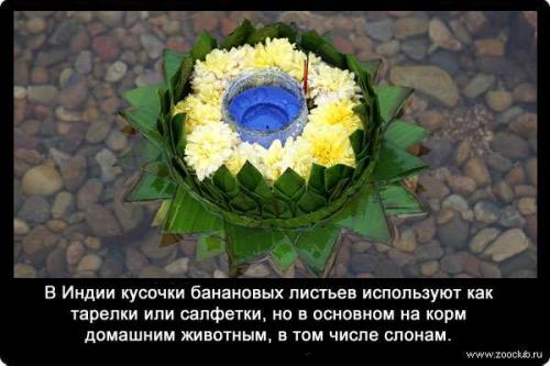 Факты о банане. Интересные факты о бананах (3 фото) 20