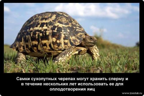 Интересные факты о черепахе. 10 интересных фактов о черепахах. 07