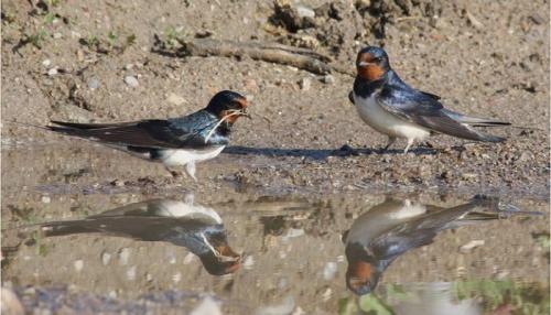 Сообщение о ласточке. Перелетная птица ласточка: описание с фото и картинками, интересные факты, где зимует, чем питается, значение ласточки.