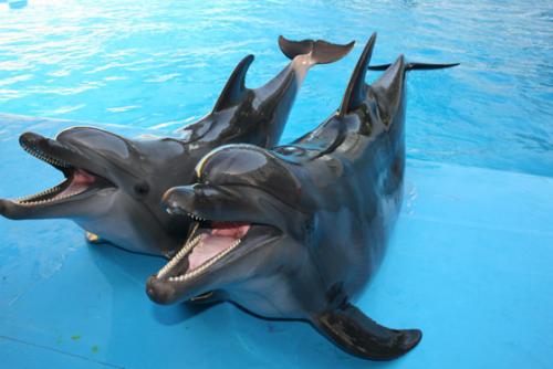 Дельфины интересные факты. 10 интересных фактов о дельфинах (10 фото) 01