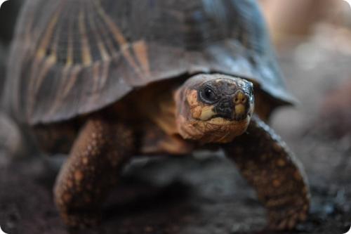 Черепаха честер. В зоопарке Честера появились две редкие лучистые черепахи