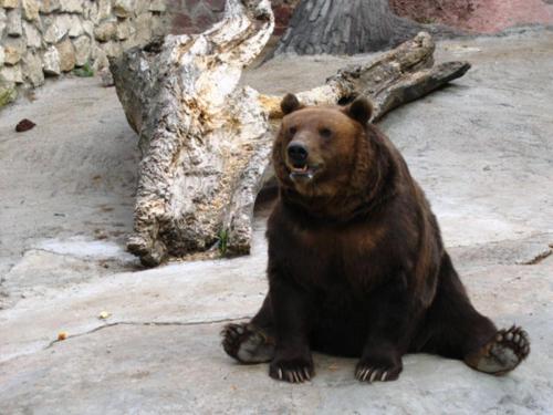 Московский зоопарк интересные факты. История 01