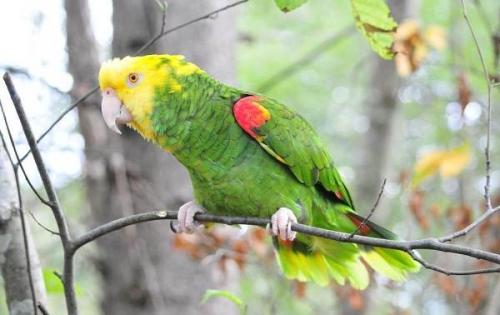 Мелкий попугай. Виды попугаев. Описания, названия и особенности видов попугаев