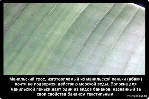 Факты о банане. Интересные факты о бананах (3 фото) 22