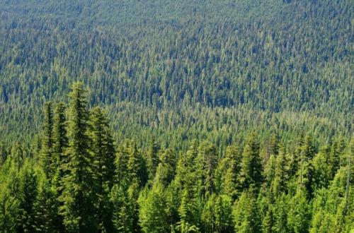 Интересное о лесе. 50 интересных фактов о лесах и деревьях нашей планеты 02