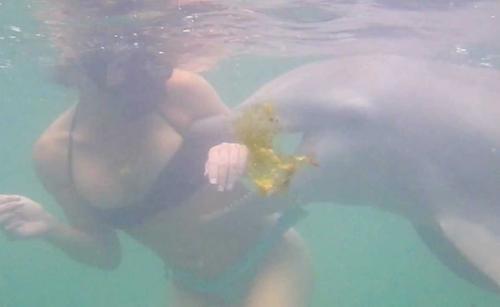 Дельфины страшные факты. Страшные тайны дельфинов (14 фото)