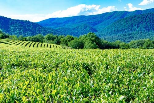 Интересные факты о Сочи. 8 интересных фактов о Сочи