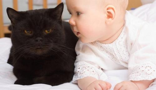 Все о кошках черных. Черные кошки: темная история с генетикой, особенности характера и прочая мистика 09