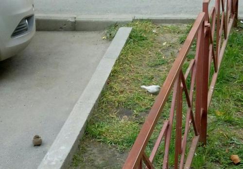 Белый воробей птица. В Севастополе замечен редчайший воробей-альбинос (Реал фото)