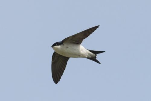 Внешний вид ласточки. Ласточка — особенности, образ жизни, брачный период и сроки жизни (93 фото + видео)