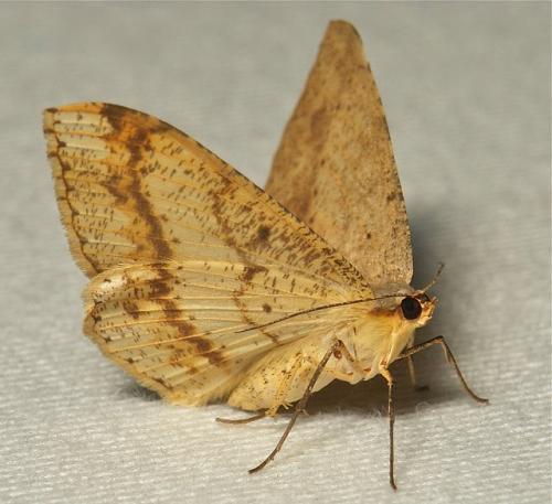 Интересные факты бабочки. Бабочки и самые интересные факты о них 07