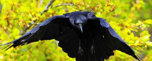 Орангутанг интеллект. 5 место: Вороны