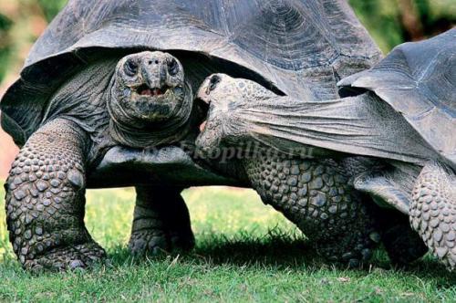 Интересные факты о черепахах для детей. 10 интересных фактов о черепахах. 09