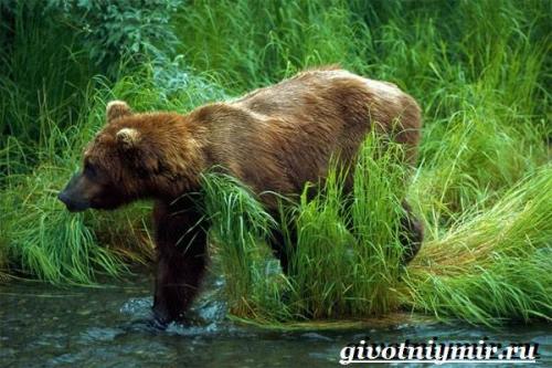 Бурый медведь википедия. Особенности и среда обитания бурого медведя