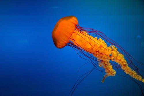 Интересные факты о кораллах и медузах. Интересные факты о кораллах 12