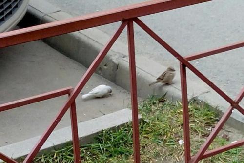 Белый воробей птица. В Севастополе замечен редчайший воробей-альбинос (Реал фото)