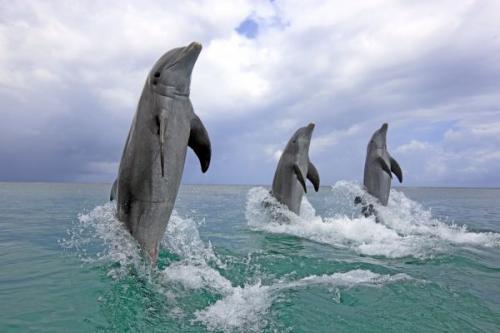 Интересные факты про китов и дельфинов. Полеты ввысь и вглубь. 10 интересных фактов о дельфинах и китах