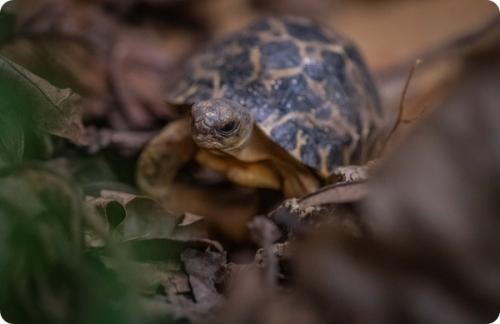 Черепаха честер. В зоопарке Честера появились две редкие лучистые черепахи