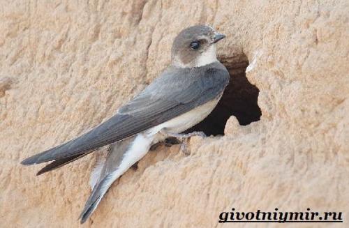 Внешний вид ласточки. Разновидности ласточек