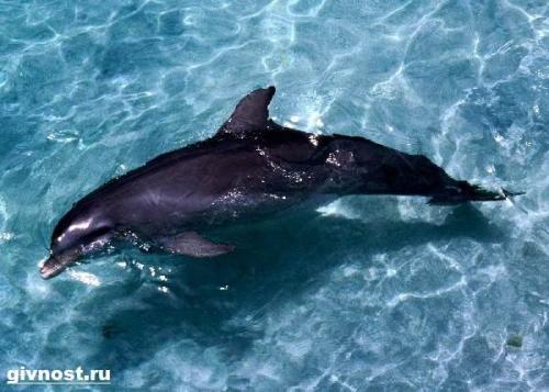 Дельфин Афалина интересные факты. Описание и особенности дельфина Афалина