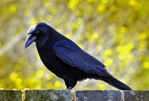 Орангутанг интеллект. 5 место: Вороны