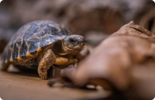 Черепаха честер. В зоопарке Честера появились две редкие лучистые черепахи