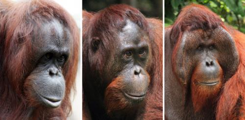 Орангутанг. Орангутан — среда обитания, внешний вид, способности, детеныши + 94 фото