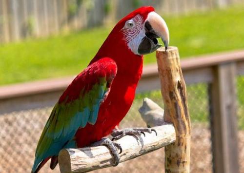 Мелкий попугай. Виды попугаев. Описания, названия и особенности видов попугаев