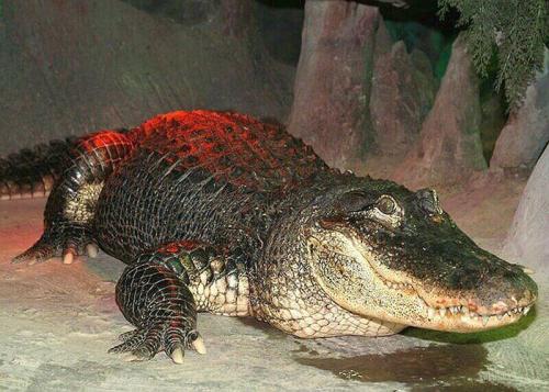 Пять фактов о московском зоопарке. Московский зоопарк