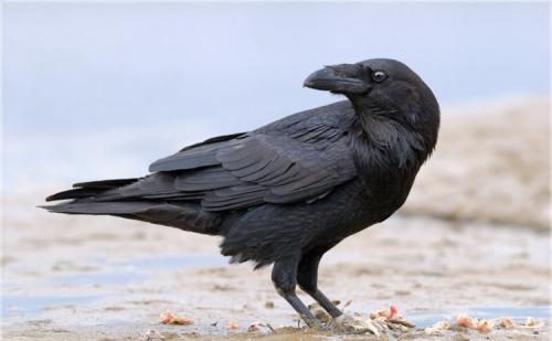 Интересные факты о воронах 04