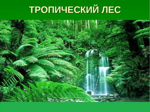Интересное о лесе. 50 интересных фактов о лесах и деревьях нашей планеты 08