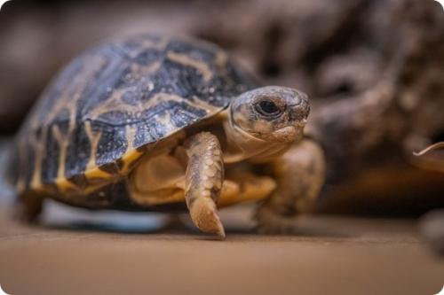 Черепаха честер. В зоопарке Честера появились две редкие лучистые черепахи