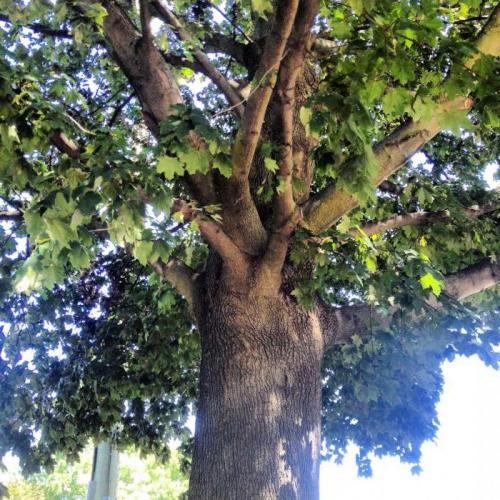 Интересное о лесе. 50 интересных фактов о лесах и деревьях нашей планеты 04