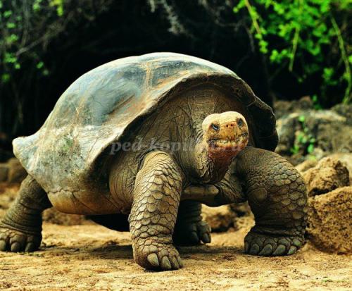 Интересные факты о черепахах для детей. 10 интересных фактов о черепахах. 07