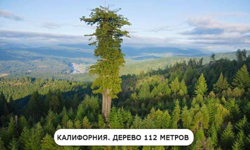 Занимательно о лесе. Интересные факты о лесе. Топ-10 фактов