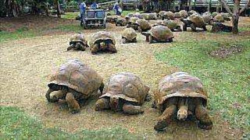 Интересные факты из жизни сухопутных черепах. Интересные факты о черепахах