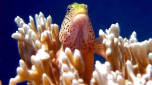 Интересные факты о кораллах и медузах. Интересные факты о кораллах