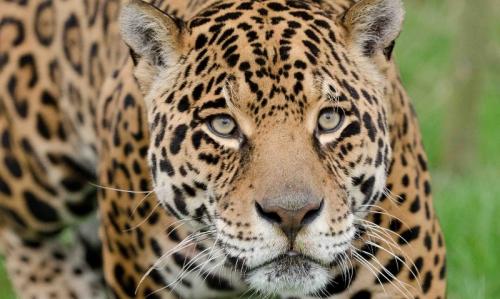 Черный ЯГУАР. Дикие животные Америки: ягуары и их среда обитания