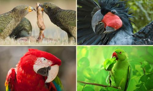 Интересные факты о попугаях для детей. Интересные факты о попугаях + Видео
