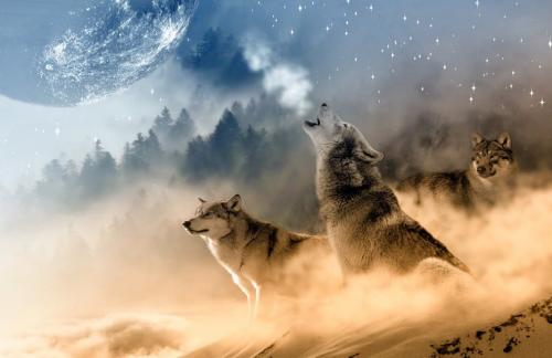 Интересные факты о волках. Волки — интересные факты