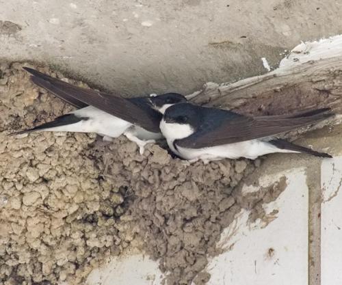 Сообщение о ласточке. Перелетная птица ласточка: описание с фото и картинками, интересные факты, где зимует, чем питается, значение ласточки.