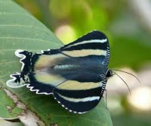 Интересные факты о мотыльках. Какая разница между бабочками и мотыльками?