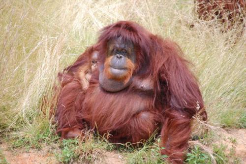 Орангутанг. Орангутан — среда обитания, внешний вид, способности, детеныши + 94 фото