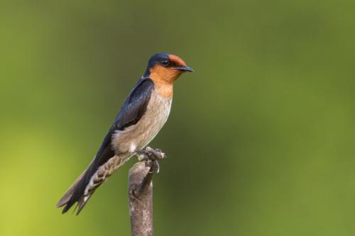 Внешний вид ласточки. Ласточка — особенности, образ жизни, брачный период и сроки жизни (93 фото + видео)