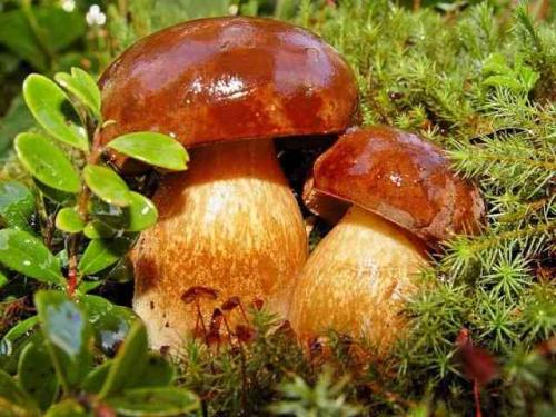 О грибах интересно. Невероятные факты о грибах (1 фото) 03