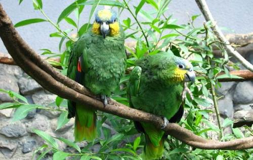 Мелкий попугай. Виды попугаев. Описания, названия и особенности видов попугаев